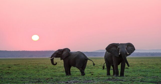Día Mundial del Elefante 2026
