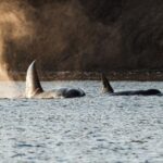 L'Espagne recevra les dernières orques de Marineland : Wiki et Keijo seront transférés de France à Tenerife