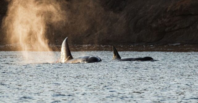 España recibirá las últimas orcas de Marineland: Wiki y Keijo serán trasladadas desde Francia a Tenerife