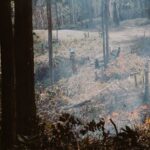 L'incendie de Niebla rouvre la bataille pour l'eucalyptus : l'industrie accuse 20 ans d'abandon forestier