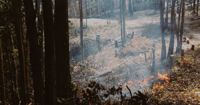 El incendio de Niebla reabre la batalla por el eucalipto: la industria culpa a 20 años de abandono forestal