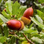 La dernière jungle d'Europe se réinvente : l'expérience qui peut sauver nos forêts
