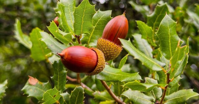 La última selva de Europa se reinventa: el experimento que puede salvar nuestros bosques