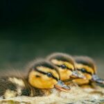Le marais de Doñana révèle à la fin de l'été son image la plus extrême : l'eau disparaît et des milliers d'oiseaux se réfugient dans quelques enclaves
