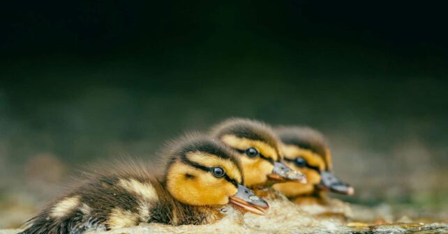 La marisma de Doñana al final del verano revela su imagen más extrema: el agua desaparece y miles de aves se refugian en pocos enclaves