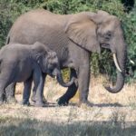 Les éléphants d'Amboseli meurent sans explication définitive : cyanure, tomates et mystère au Kenya