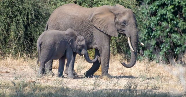 Los elefantes de Amboseli están muriendo sin una explicación definitiva: cianuro, tomates y un misterio en Kenia