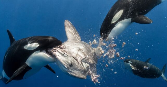 Unas orcas golpean peces luna con tanta fuerza que los hacen explotar y los científicos creen que podría tratarse de un juego organizado