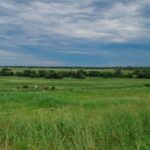 Les prairies naturelles perdent 150 millions d’hectares : l’erreur qui peut accélérer leur dégradation