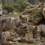 On pensait depuis des années que les loups sont solitaires, mais aujourd'hui la science confirme que les plus jeunes abandonnent leur propre chasse pour s'occuper de leurs petits frères dans un système d'élevage collectif qui fait vivre toute la meute.