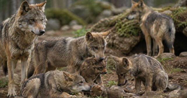 Llevamos años pensando que los lobos son solitarios pero ahora la ciencia confirma que los más jóvenes renuncian a su propia caza para quedarse cuidando a sus hermanos pequeños en un sistema de crianza colectiva que sostiene a toda la manada