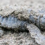 Un nid que personne n'avait vu de surprises à Alicante : 70 tortues caouannes naissent sur la plage