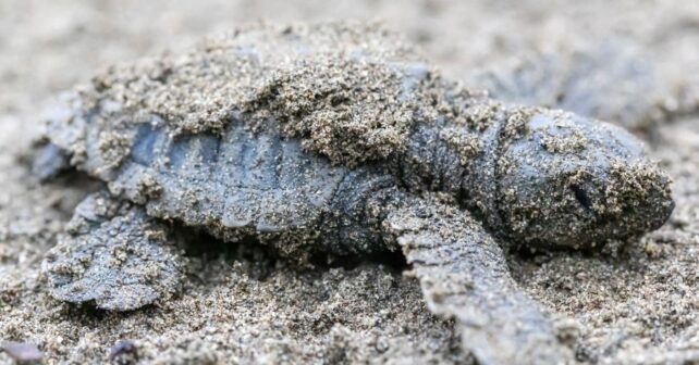Un nido que nadie había visto sorprende en Alicante: nacen 70 tortugas bobas en plena playa