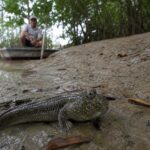 Ce poisson est capable de survivre plusieurs jours hors de lʼeau et remonte les fleuves à pied