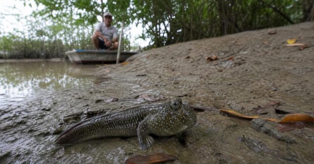 Ce poisson est capable de survivre plusieurs jours hors de lʼeau et remonte les fleuves à pied