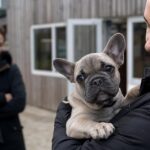 Combien coûte réellement un bouledogue français chez un éleveur : le prix a doublé en cinq ans