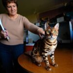 Combien coûte vraiment un chat bengal chez un éleveur : le prix en fait reculer plus dʼun