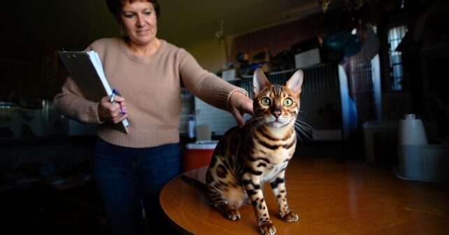 Combien coûte vraiment un chat bengal chez un éleveur : le prix en fait reculer plus dʼun