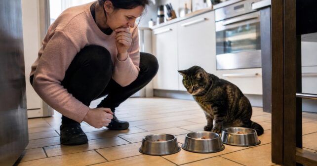 Combien de fois faut-il vraiment nourrir un chat par jour ? La réponse ne fait pas lʼunanimité