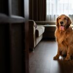Combien de temps un chien peut-il rester seul sans souffrir ? Un vétérinaire tranche
