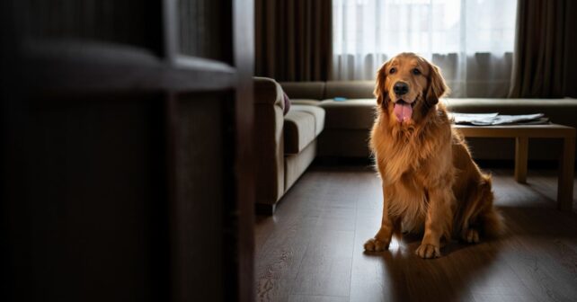 Combien de temps un chien peut-il rester seul sans souffrir ? Un vétérinaire tranche