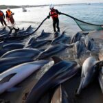 Des dizaines de dauphins bloqués dans une baie : une course contre la montre pour les sauver