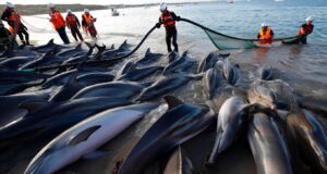 Des dizaines de dauphins bloqués dans une baie : une course contre la montre pour les sauver