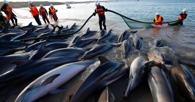 Des dizaines de dauphins bloqués dans une baie : une course contre la montre pour les sauver