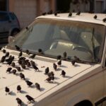 Des oiseaux sʼacharnent sur une seule voiture du quartier : lʼexplication est totalement inattendue