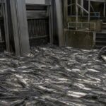 Des poissons remontent un fleuve par milliers et finissent par bloquer une centrale