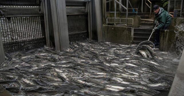 Des poissons remontent un fleuve par milliers et finissent par bloquer une centrale