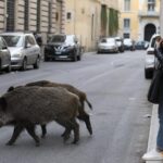 Des sangliers colonisent les rues de Rome et la ville ne sait plus comment réagir