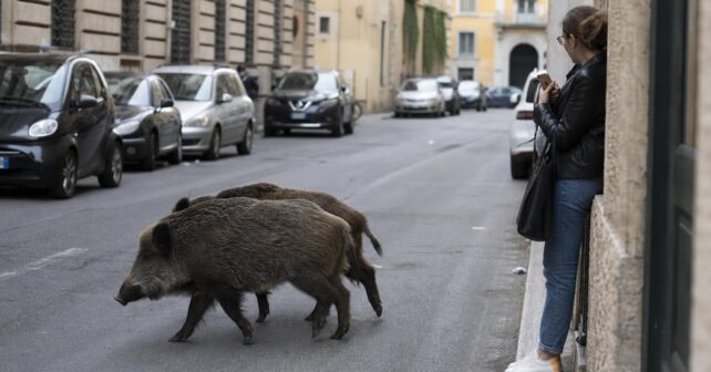 Des sangliers colonisent les rues de Rome et la ville ne sait plus comment réagir