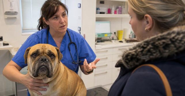 Je suis vétérinaire et je nʼadopterais jamais ces cinq races malgré leur immense succès