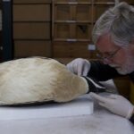 Le grand pingouin sʼest éteint en 1844 quand deux marins ont tué les deux derniers individus