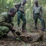 Le rhinocéros noir dʼAfrique de lʼOuest a été déclaré éteint en 2011 après des années de recherches vaines