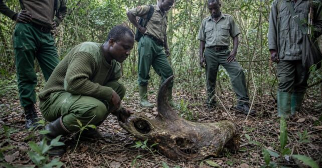Le rhinocéros noir dʼAfrique de lʼOuest a été déclaré éteint en 2011 après des années de recherches vaines