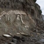 Le squelette dʼun reptile marin de dix mètres dégagé dʼune falaise par une tempête