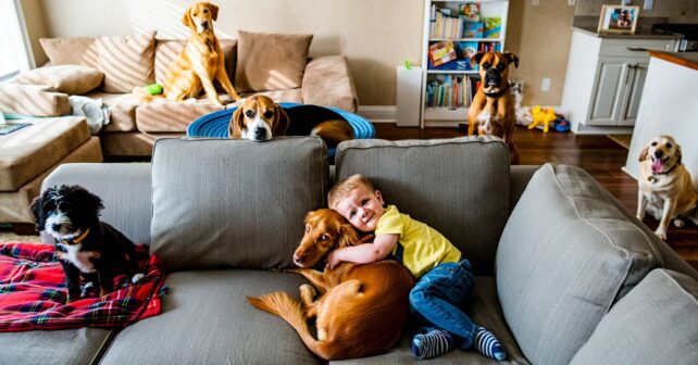 Les 6 chiens les plus adaptés aux familles avec de jeunes enfants