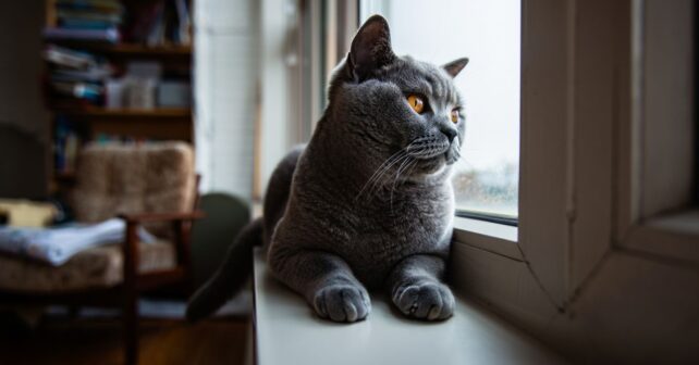 Les 8 races de chats les plus indépendantes pour ceux qui sʼabsentent souvent