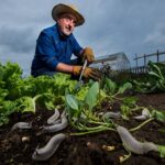 Les limaces ravagent tous les potagers dès les premières pluies dʼété : la parade des maraîchers