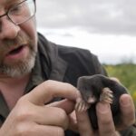 Non les taupes ne sont pas aveugles : ce que la science a mis des années à démontrer
