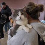 Plus de 200 chats à adopter pour un euro après la fermeture soudaine dʼun élevage