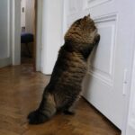 Pourquoi les chats détestent-ils autant les portes fermées ? Les spécialistes ont enfin la réponse