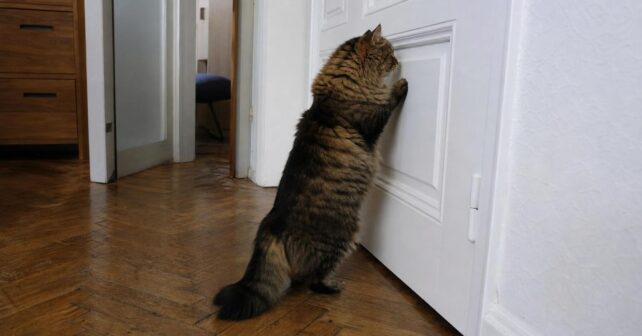 Pourquoi les chats détestent-ils autant les portes fermées ? Les spécialistes ont enfin la réponse