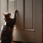 Un chat disparu depuis six ans revient gratter à la porte et ce quʼil porte au cou intrigue