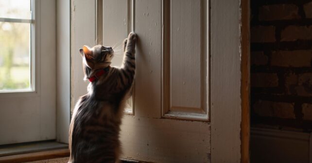Un chat disparu depuis six ans revient gratter à la porte et ce quʼil porte au cou intrigue