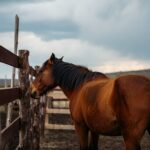 Un cheval sauvage sʼapproche chaque jour de la même clôture : ce que lʼéleveur découvre le bouleverse