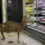 Un chevreuil entre dans un supermarché et sème la pagaille dans le rayon frais