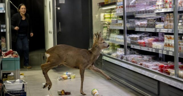 Un chevreuil entre dans un supermarché et sème la pagaille dans le rayon frais